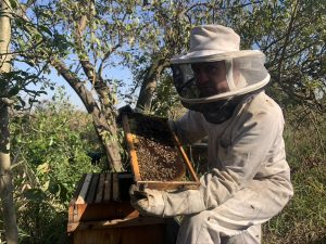Beekeeper inspecting hive frame. Kingdom Bees