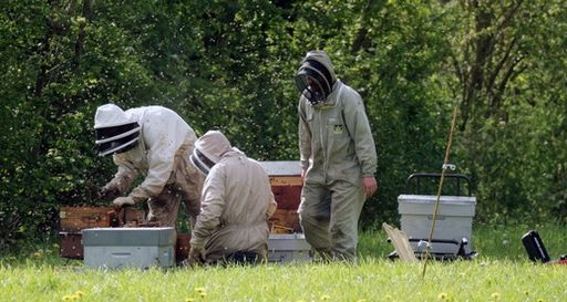 My 3 Favourite Beekeepers To Follow