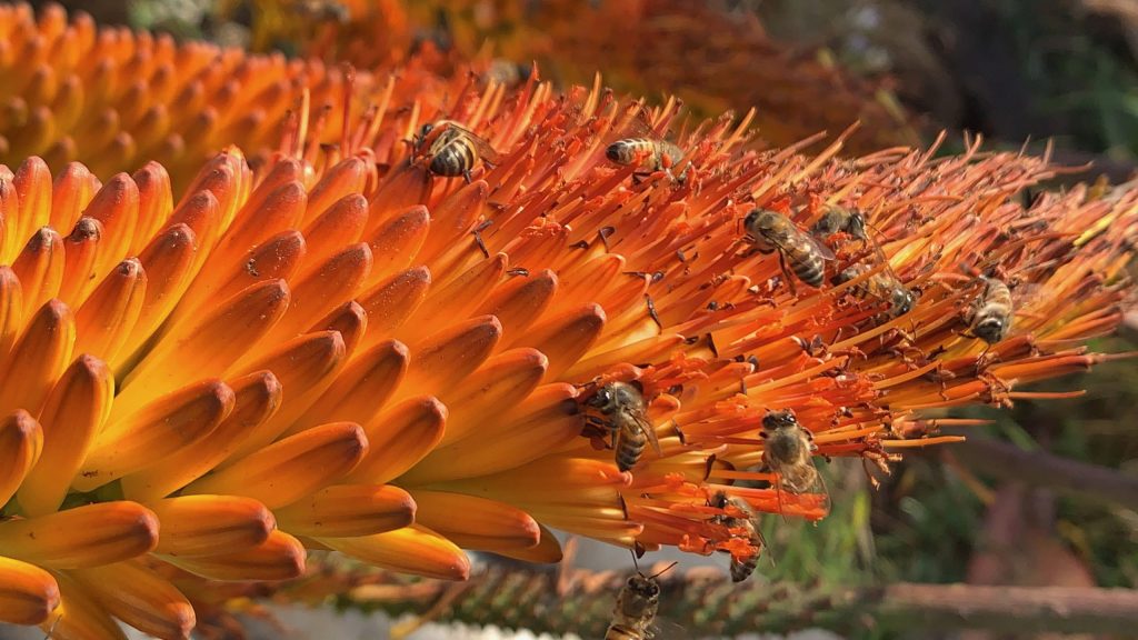 Aloe flower in during nectar flow