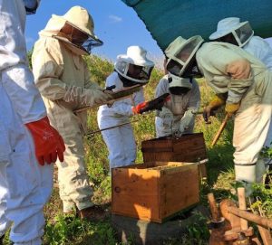Beekeeper training with Kingdom Bees