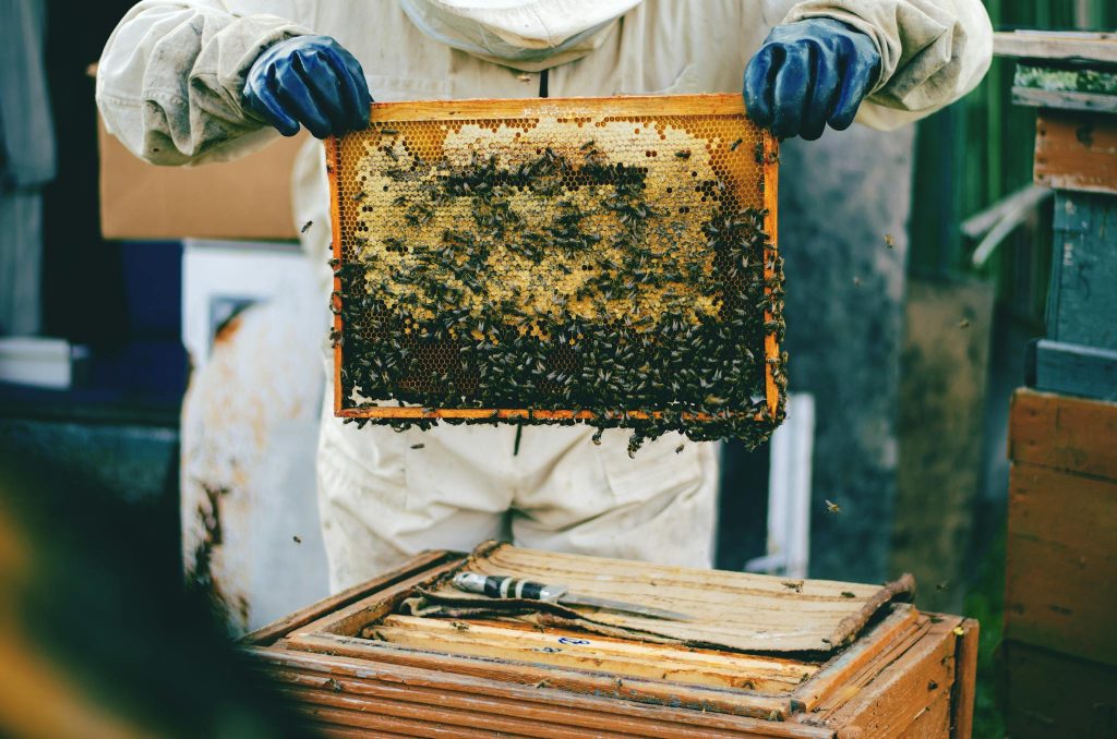 Detailed shot of a beekeeper holding a honeycomb full of bees during inspection.